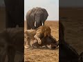 Elephant Stomps In and Ruins the Lion's Hunt 😱 #shorts
