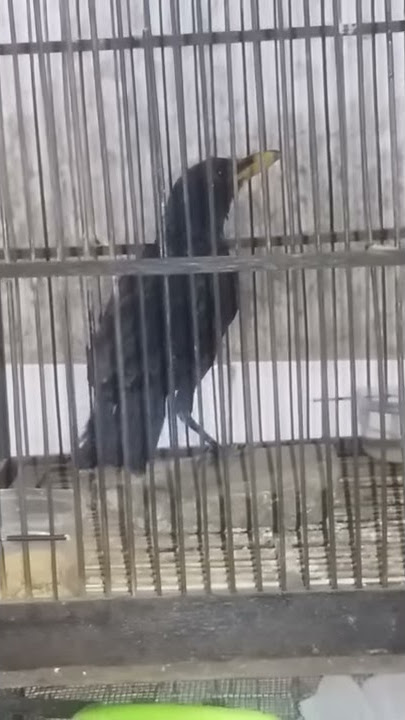 Burung ciung batu siul