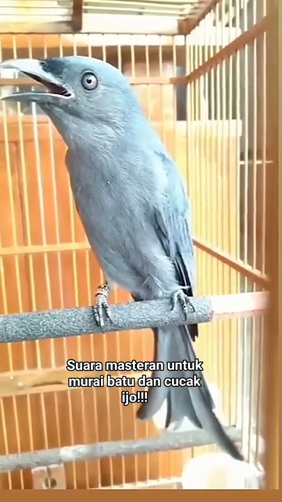 Sirigunting abu isian greja tarung dan cucak cungkok untuk masteran muraibatu #rajanabirdfarm #murai