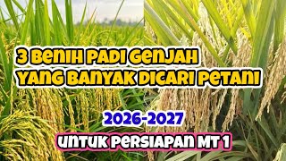 3 HIGH-YIELDING EARLY-MATURING RICE SEEDS