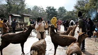 20180202日本遊Day4東大寺(奈良梅花鹿公園)