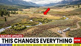 The Yellowstone Wolves Story Is Wrong and Scientists Just Proved It