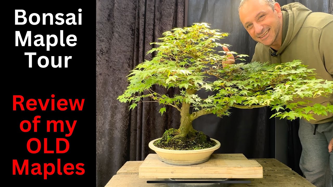 My Old Maple Bonsai Garden tour - Review of my Old Japanese Maple