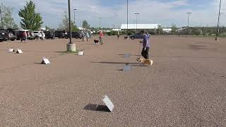 Gotcha RNV-5 AKC Virtual Rally Novice Course 5