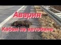 Влоги из Германии ДТП Авария!Автобан Германия,дикий кабан,что случилось,где и как стираю,наша жизнь