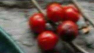 test (Image size comparison / 3008×2000 :752×500 )MPEG4