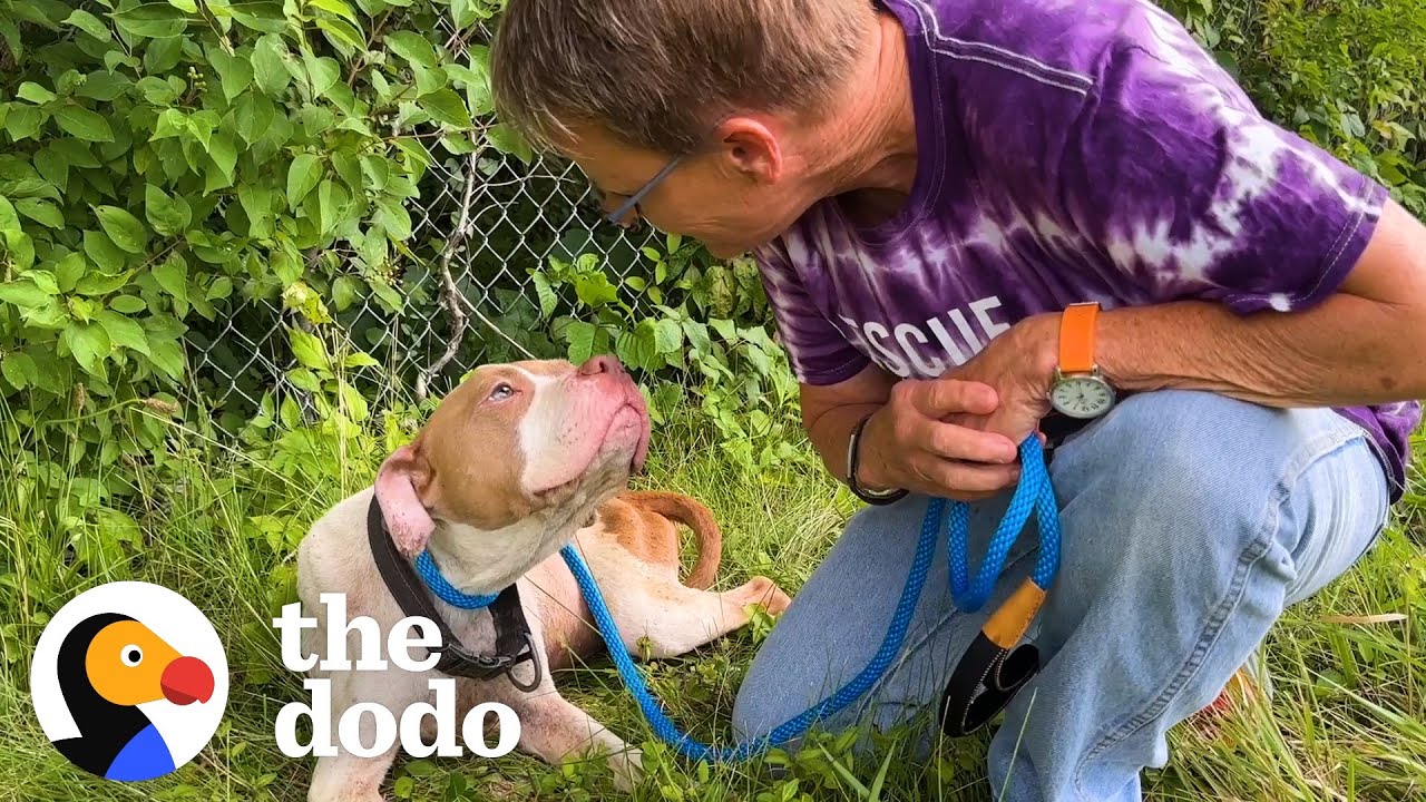 Woman Saves Pittie Abandoned On The Highway | The Dodo - YouTube