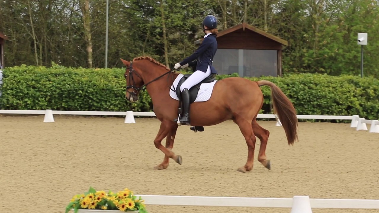 dressage arena BRC Volunteers Week Video 7