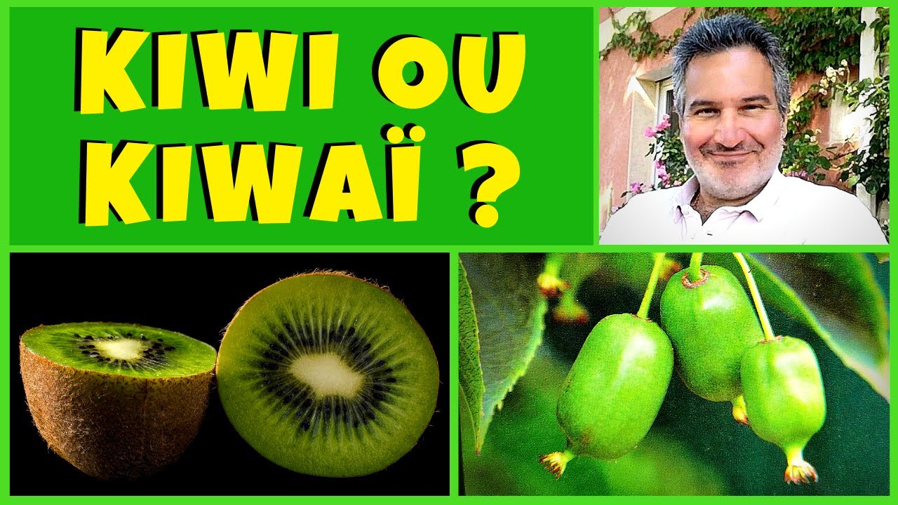 Comment planter un kiwi ou un kiwa 