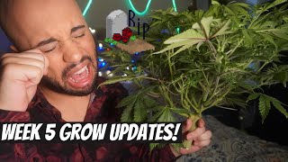 Week 5 Weed Grow Updates // The Weed Funeral