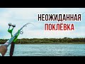 Эту поклёвку мы не ожидали! Рыбалка на фидер в Казахстане! Язь!Лещ!