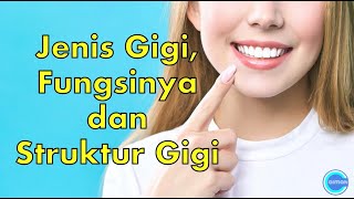 Sains Tahun 3 | Manusia | Jenis Gigi, Fungsi dan Struktur Gigi