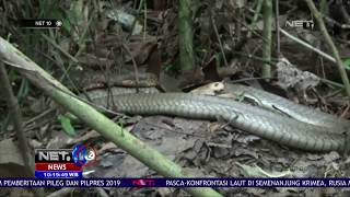 Download Ular Jenis King Cobra Jadi Pusat Perhatian Masyarakat Kapuas Karena Hanya Berdia Video MP3 Ular Jenis King Cobra Jadi Pusat Perhatian Masyarakat Kapuas Karena Hanya Berdia