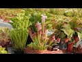 Caring for carnivorous plants  plant one on me  ep 070