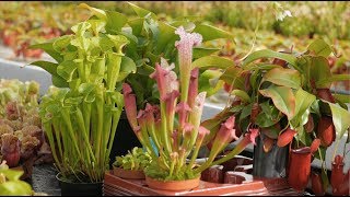 Caring for Carnivorous Plants — Plant One On Me — Ep 070