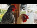 Chicken Health: Treating Respiratory Infection