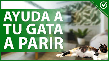 ¿Cómo se puede ayudar a una gata a dar a luz?