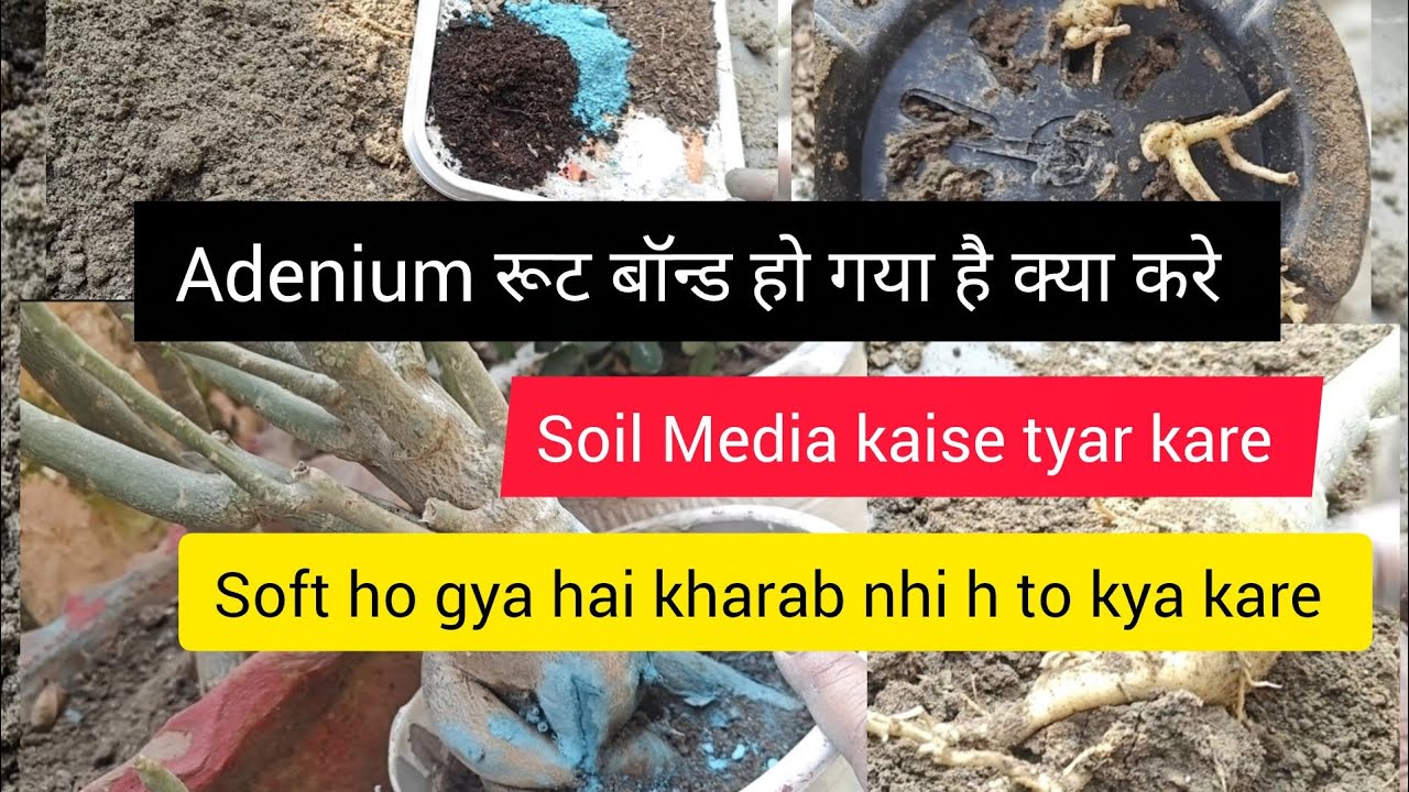 Adenium plant care /reporting /soil mix & fertilizer/ एडिनियम प्लांट की देखभाल और मिट्टी कैसे बनाएं 