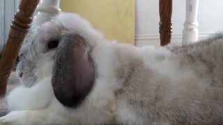 Rayne Flop Eared Rabbit Meditating on her normally rapidly beating heart for a Rabbit!!!!!! by Rayne Rabbit Adventures 175 views 3 months ago 26 seconds