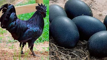 ¿Qué gallina pone huevos negros?