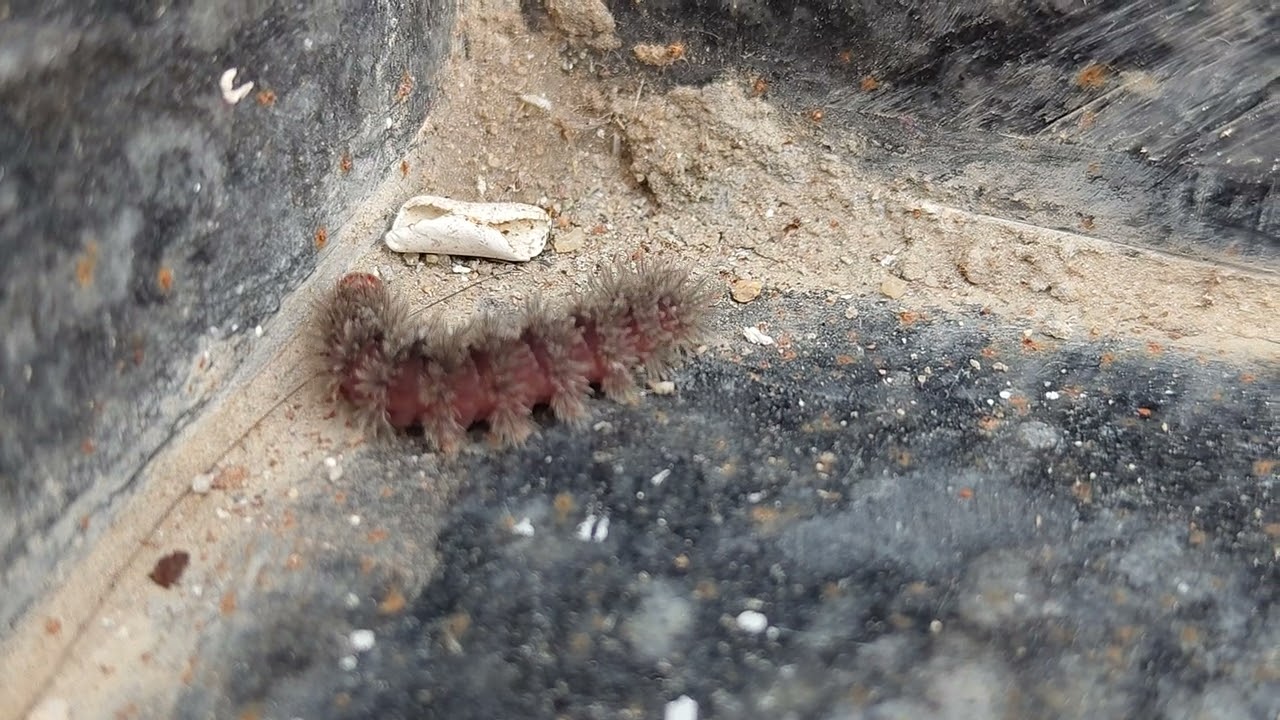 “Cute woollybear caterpillar on an adventure 🪱🍂✨ 