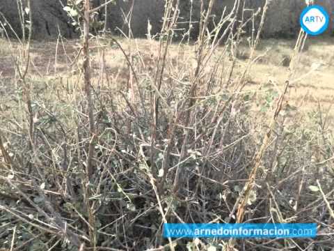 Minimizar daños de la tormenta de granizo en Monte Yerga