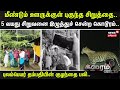 Crime Time | மீண்டும் ஊருக்குள் புகுந்த சிறுத்தை.. - 5 வயது சிறுவனை இழுத்துச் சென்ற கொடூரம்..