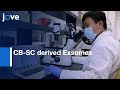 CB-SC derived Exsomes Treatment to Differentiate Monocytes | Protocol Preview