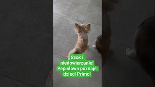 SZOK I NIEDOWIERZANIE! PEPISŁAWA PIZNAJE DZIECI PRIMCI! #chihuahuauzależnia #gurdaksflowers