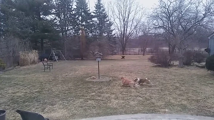 nettie and maggie wrestling