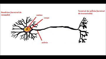 O que acontece quando a acetilcolinesterase é inibida?