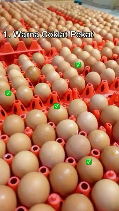 TIPS DAN CARA DALAM MEMILIH TELUR YANG FRESH!!