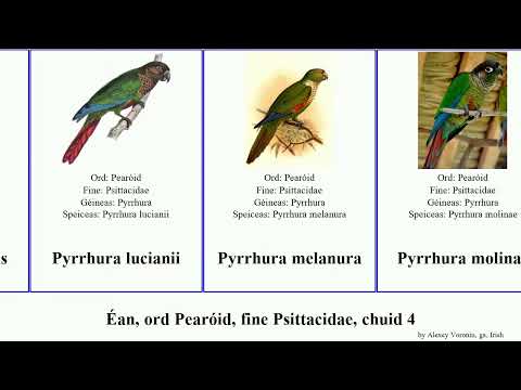 Éan, ord Pearóid, fine Psittacidae, chuid 4 pyrrhura psittacula trichoglossus touit vini pyrilia