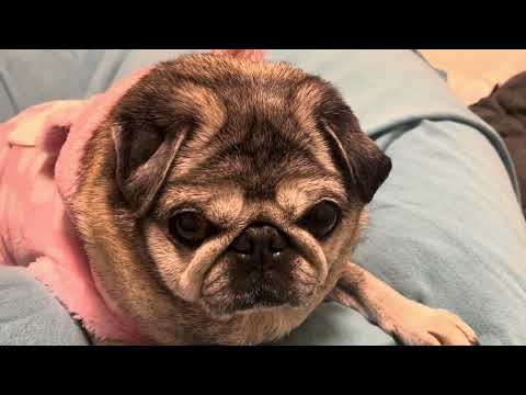 2026/3/7パグのマリアさん。Pug  Maria.