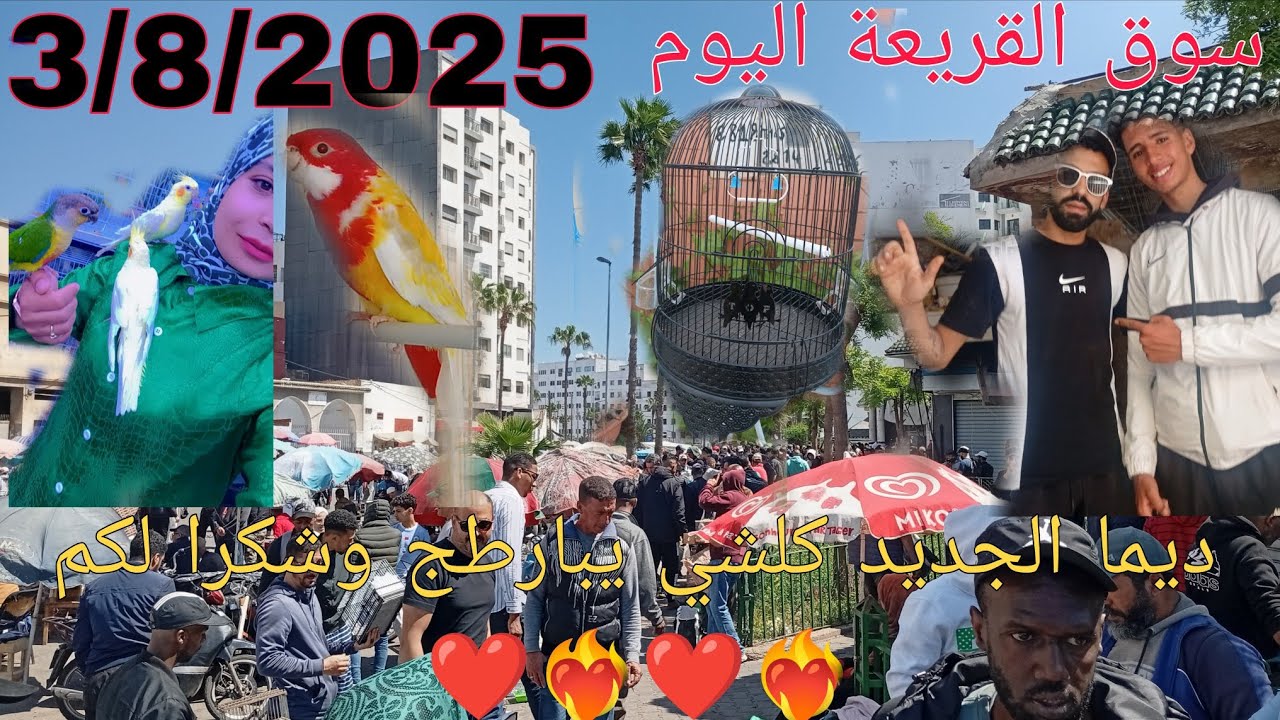 سوق القريعة اليوم 3/8/2025 لجميع عشاق طيور الزينة بأثمنة مناسبة جداً #سوق_القريعة #غزة 