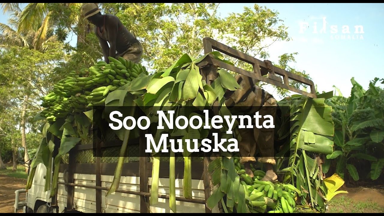 Soo Noolaynta Muuska | Reviving the Somali Banana
