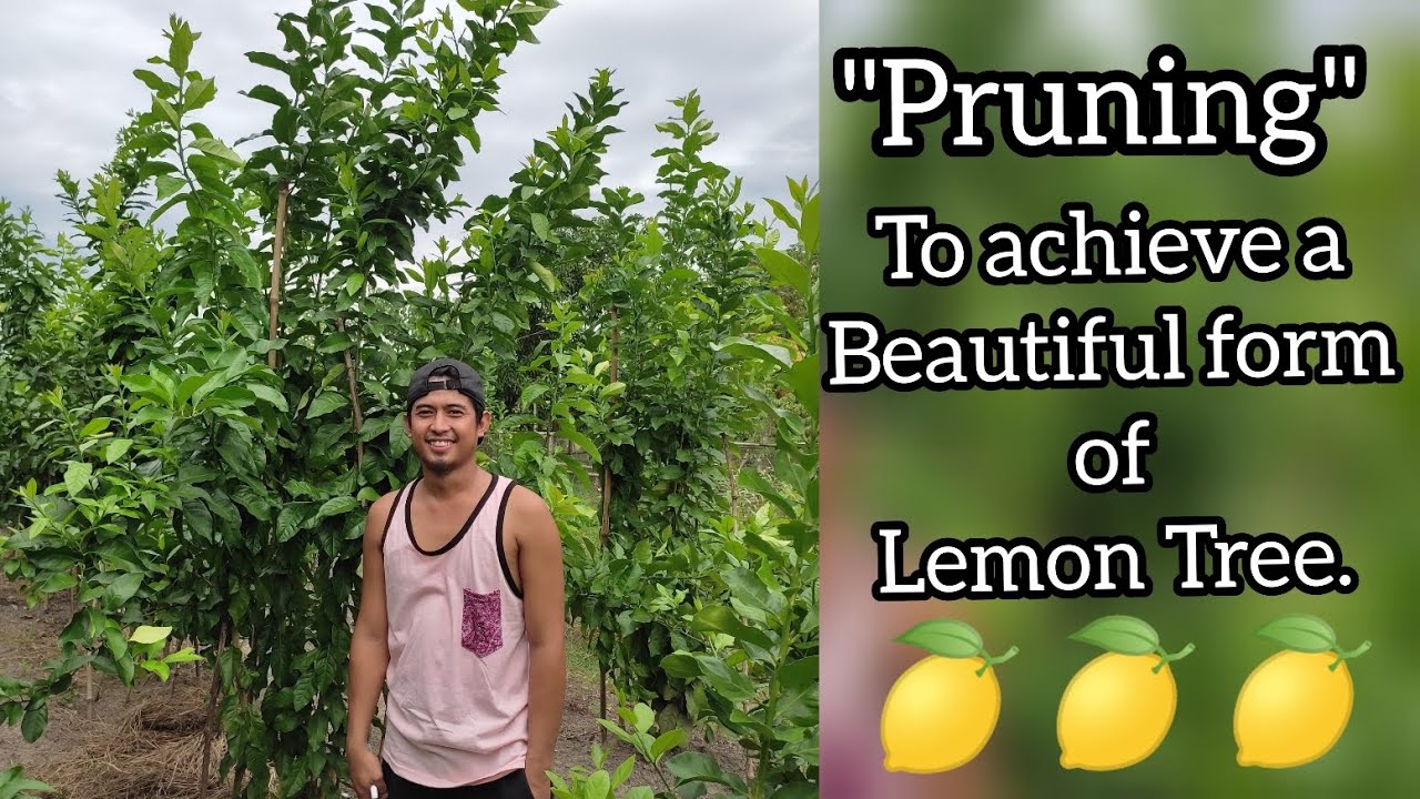 Pruning Lemon Tree | Philippines