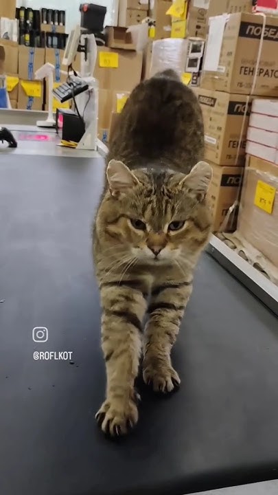 Кот Батон на своём месте 🐱 - YouTube