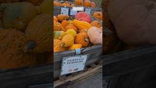 Pumpkins 🎃 Fishkill Farm, NY
