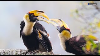 Great Hornbill rare wild love &amp; preening | Great Hornbills Mate for life | TrulyWild 4K