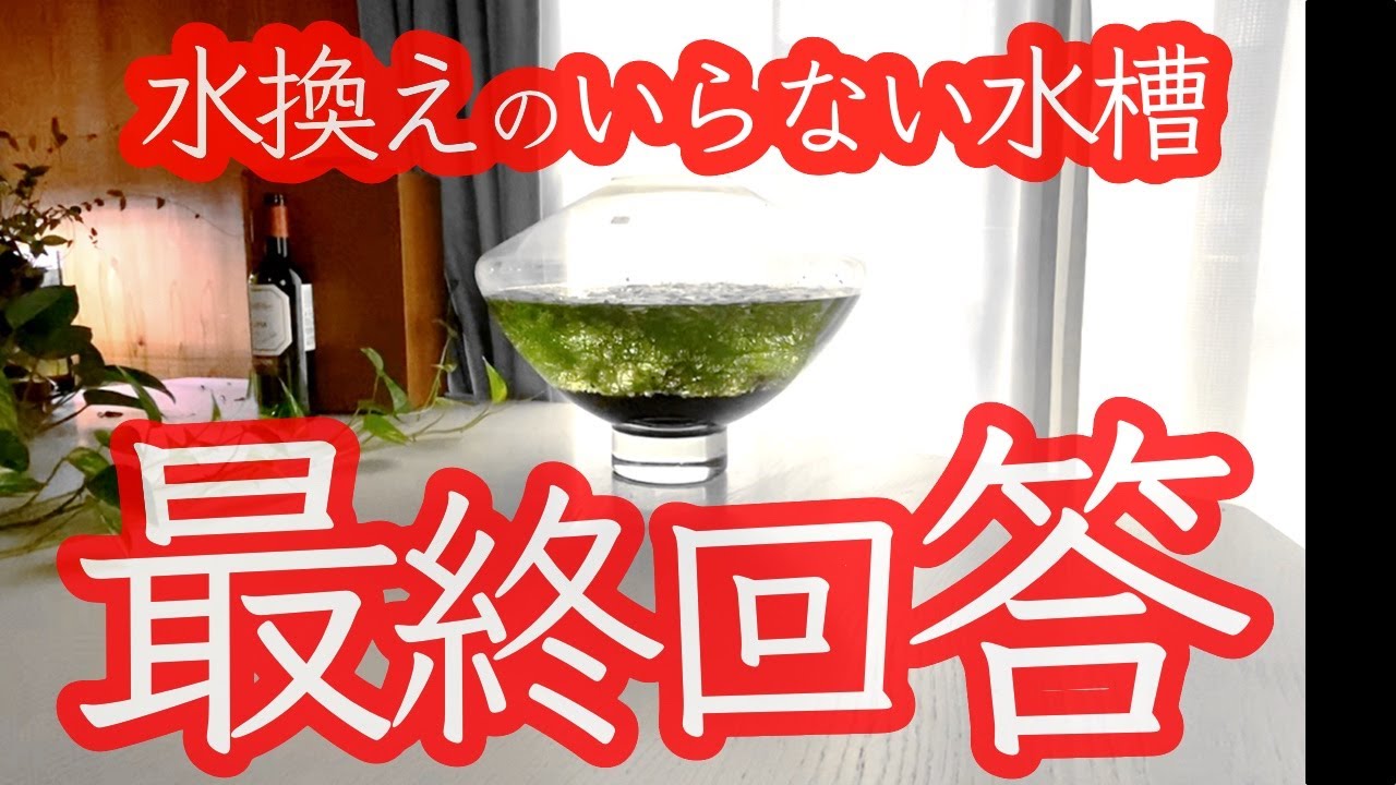 超絶簡単 水換えのいらない水槽の作り方 最終回答 アクアリウム 熱帯魚 バランスドアクアリウム Youtube