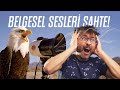 Belgesel sesleri neden sahte olmak zorunda!