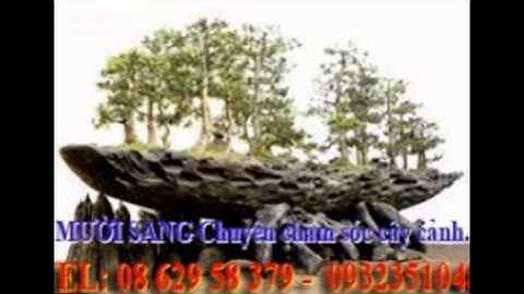 :0932351048.]] dịch vụ cắt cỏ, trồng cây xanh sân vườn tphcm.tphcm