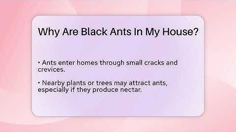 Why Are Black Ants In My House? - Insects and Invaders
