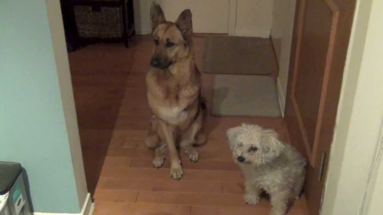 Dramatic Dogs Waiting for Dinner YouTube