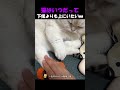 猫と飼い主の絶対的ヒエラルキーｗｗ #海外 #動物 #funnyanimals