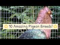 10 of the most amazing fancy pigeon breeds