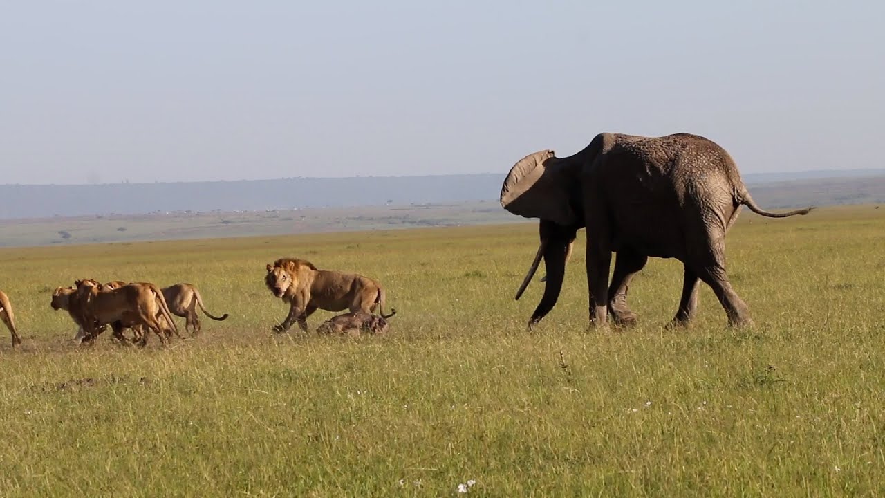 Elephant mother gets tired of watching her calf being eaten by ...
