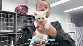 猫中小精灵德文卷毛猫不爱掉毛性格超级好