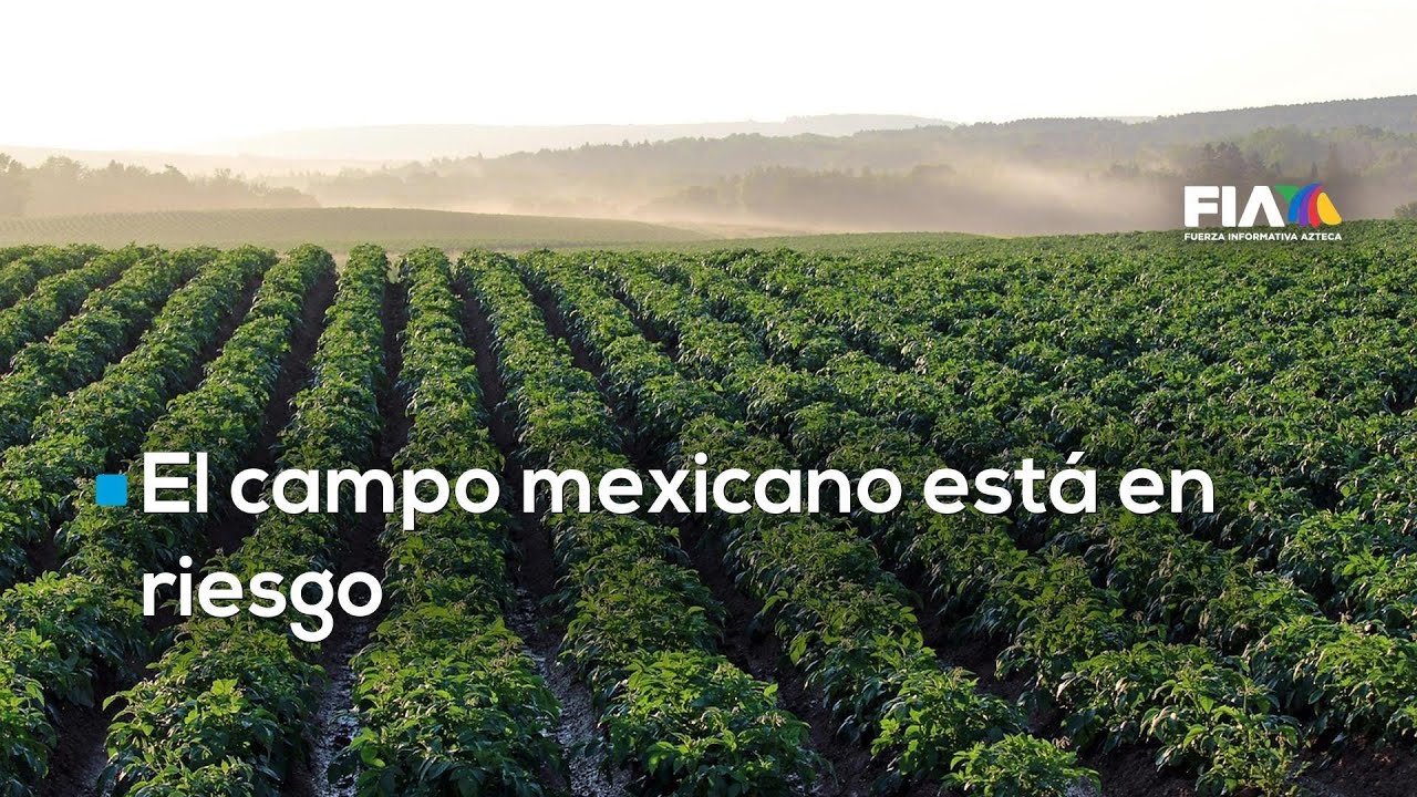 El campo mexicano colapsa entre extorsiones, acaparamiento del agua y ...